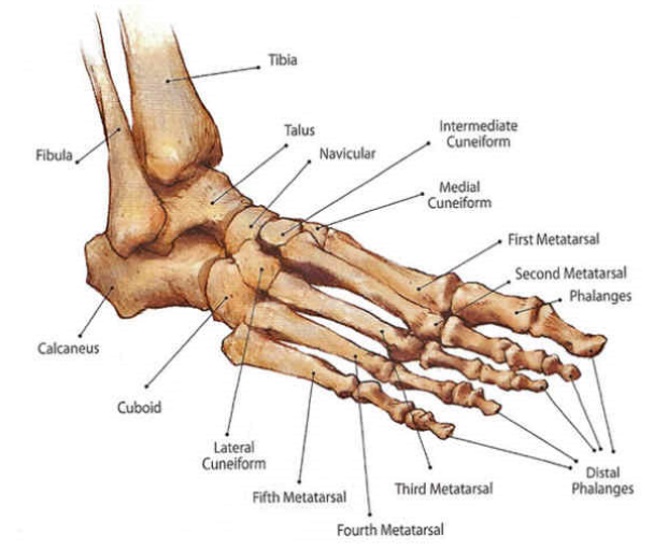 Anatomy: Foot/Ankle - Drwolgin