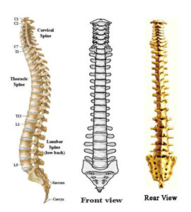 Spine Anatomy - Drwolgin