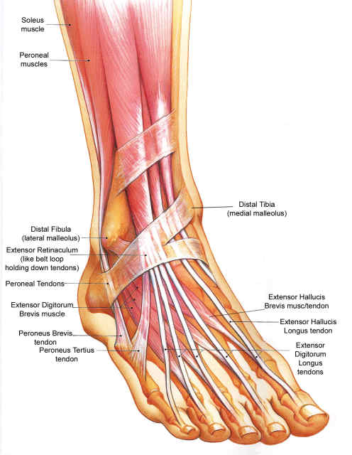 dorsal-foot-anat-copy37 – Drwolgin