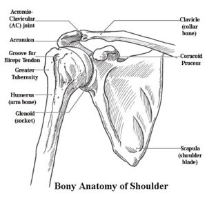 shoulder-anat-bony1 – Drwolgin