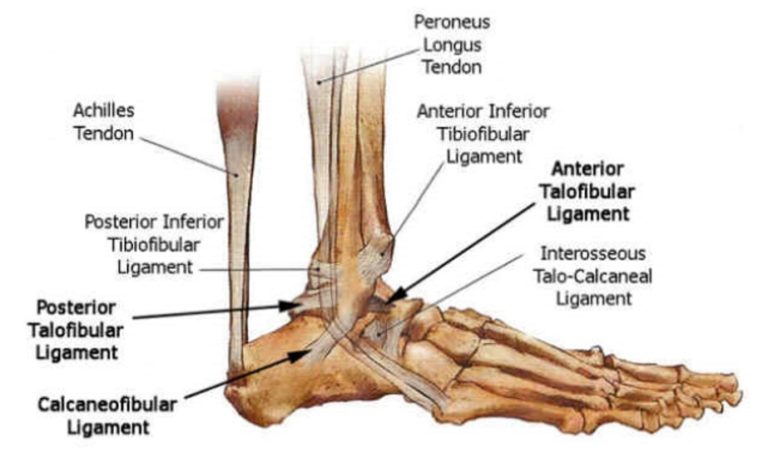 Anatomy: Foot/Ankle - Drwolgin